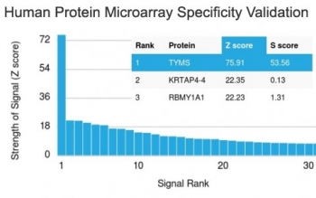 Analysis of HuProt(TM) microarray containing more than 19,000 full-length human proteins using TYMS antibody (clone TYMS/1884). These results demonstrate the foremost specificity of the TYMS/1884 mAb.<br>Z- and S- score: The Z-score represents the strength of a signal that an antibody (in combination with a fluorescently-tagged anti-IgG secondary Ab) produces when binding to a particular protein on the HuProt(TM) array. Z-scores are described in units of standard deviations (SD's) above the mean value of all signals generated on that array. If the targets on the HuProt(TM) are arranged in descending order of the Z-score, the S-score is the difference (also in units of SD's) between the Z-scores. The S-score therefore represents the relative target specificity of an Ab to its intended target.
