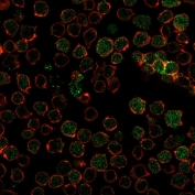Immunofluorescent staining of PFA-fixed human Ramos cells with TYMS antibody cocktail (green, clone TYMS/1884) and Phalloidin (red).