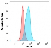 Flow cytometry testing of PFA-fixed human Ramos cells with TYMS antibody (clone TYMS/1884); Red=isotype control, Blue= TYMS antibody.