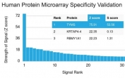 Analysis of HuProt(TM) microarray containing more than 19,000 full-length human proteins using TYMS antibody (clone TYMS/1884). These results demonstrate the foremost specificity of the TYMS/1884 mAb. Z- and S- score: The Z-score represents the strength of a signal that an antibody (in combination with a fluorescently-tagged anti-IgG secondary Ab) produces when binding to a particular protein on the HuProt(TM) array. Z-scores are described in units of standard deviations (SD's) above the mean value of all signals generated on that array. If the targets on the HuProt(TM) are arranged in descending order of the Z-score, the S-score is the difference (also in units of SD's) between the Z-scores. The S-score therefore represents the relative target specificity of an Ab to its intended target.