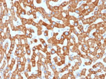 IHC testing of FFPE human liver tissue with Prohibitin antibody (clone PHB/1881). Required HIER: boil tissue sections in pH6, 10mM citrate buffer, for 10-20 min followed by cooling at RT for 20 min.~