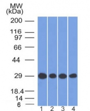 Western blot testing of human 1) HEK293, 2) Jurkat, 3) HepG2 and 4) U-87 MG cell lysate with Prohibitin antibody (clone PHB/1881). Expected molecular weight ~30 kDa.