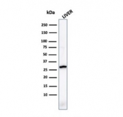 Western blot testing of human liver lysate with Prohibitin antibody (clone PHB/1881). Expected molecular weight ~30 kDa.