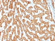 IHC testing of FFPE human liver tissue with PHB antibody (clone PHB/1882). Required HIER: boil tissue sections in pH6, 10mM citrate buffer, for 10-20 min followed by cooling at RT for 20 min.