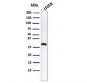 Western blot testing of human liver lysate with Prohibitin antibody (clone PHB/1882). Expected molecular weight ~30 kDa.