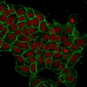Immunofluorescent staining of human MCF-7 cells with anti-EpCAM antibody (green, clone EGP40/1372) and Reddot nuclear stain (red).