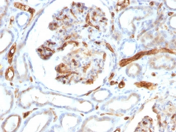 IHC testing of FFPE human kidney tissue with Adiponectin antibody (clone ADPN/1370). Required HIER: boil tissue sections in pH 6, 10mM Citrate buffer for 10-20 min followed by cooling at RT for 20 min.~
