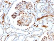 IHC testing of FFPE human kidney tissue with Adiponectin antibody (clone ADPN/1370). Required HIER: boil tissue sections in pH 6, 10mM Citrate buffer for 10-20 min followed by cooling at RT for 20 min.
