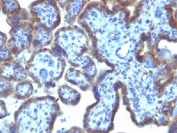 IHC testing of FFPE human placenta with MAML3 antibody (clone MAML3/1303). Staining of FFPE tissue requires boiling sections in 10mM Tris with 1mM EDTA, pH9, for 10-20 min followed by cooling at RT for 20 min.