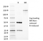 SDS-PAGE Analysis of Purified, BSA-Free MAML3 Antibody (clone MAML3/1303). Confirmation of Integrity and Purity of the Antibody.