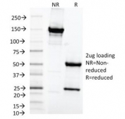 SDS-PAGE Analysis of Purified, BSA-Free MAML2 Antibody (clone MAML2/1302). Confirmation of Integrity and Purity of the Antibody.