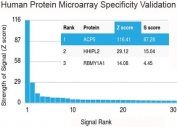Analysis of HuProt(TM) microarray containing more than 19,000 full-length human proteins using recombinant TRAcP antibody (clone rACP5/1070). These results demonstrate the foremost specificity of the rACP5/1070 mAb.<BR> Z- and S- score: The Z-score represents the strength of a signal that an antibody (in combination with a fluorescently-tagged anti-IgG secondary Ab) produces when binding to a particular protein on the HuProt(TM) array. Z-scores are described in units of standard deviations (SD