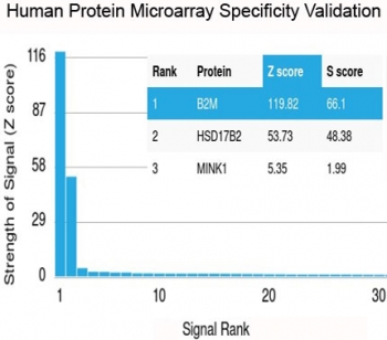 Analysis of HuProt(TM) microarray containing more than 19,000 full-length human proteins using recombinant Beta-2 Microglobulin antibody (clone rB2M/961). These results demonstrate the foremost specificity of the rB2M/961 mAb. <BR>Z- and S- score: The Z-score represents the strength of a signal that an antibody (in combination with a fluorescently-tagged anti-IgG secondary Ab) produces when binding to a particular protein on the HuProt(TM) array. Z-scores are described in units of standard deviations (SD's) above the mean value of all signals generated on that array. If the targets on the HuProt(TM) are arranged in descending order of the Z-score, the S-score is the difference (also in units of SD's) between the Z-scores. The S-score therefore represents the relative target specificity of an Ab to its intended target.