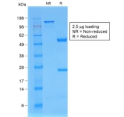 SDS-PAGE analysis of purified, BSA-free recombinant Beta-2 Microglobulin antibody (clone rB2M/961) as confirmation of integrity and purity.