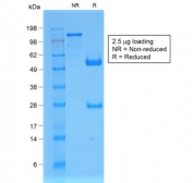 SDS-PAGE analysis of purified, BSA-free recombinant B2M antibody (clone B2M/1857R) as confirmation of integrity and purity.