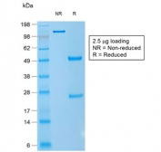 SDS-PAGE analysis of purified, BSA-free recombinant CD1a antibody (clone rC1A/711) as confirmation of integrity and purity.