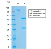 SDS-PAGE analysis of purified, BSA-free Bcl2 antibody (clone BCL2/1878R) as confirmation of integrity and purity.