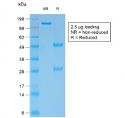 SDS-PAGE analysis of purified, BSA-free recombinant Bcl-2 antibody (clone rBCL2/796) as confirmation of integrity and purity.