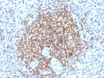 IHC testing of FFPE human spleen tissue with recombinant Bcl-2 antibody (clone BCL2/2210R). HIER: boil tissue sections in 1mM EDTA buffer, pH 8, for 10-20 min followed by cooling at RT for 20 min.~