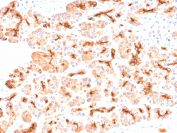 IHC testing of FFPE human pancreas with recombinant CFTR antibody (clone CFTR/2290R). HIER: boil tissue sections in 10mM Tris with 1mM EDTA, pH9 for 10-20 min followed by cooling at RT for 20 min.~