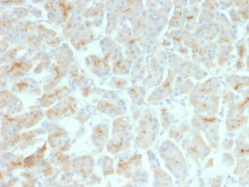 IHC testing of FFPE human pancreas with recombinant CFTR antibody (clone rCFTR/1342). HIER: boil tissue sections in 10mM Tris with 1mM EDTA, pH9 for 10-20 min followed by cooling at RT for 20 min.~