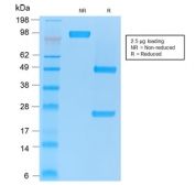 SDS-PAGE analysis of purified, BSA-free recombinant CD86 antibody (clone rC86/1146) as confirmation of integrity and purity.