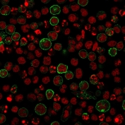 IF/ICC staining of human Raji cells with recombinant CD86 antibody (green) and Reddot nuclear stain (red). 