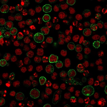 IF/ICC staining of human Raji cells with recombinant CD86 antibody (green) and Reddot nuclear stain (red).