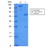 SDS-PAGE analysis of purified, BSA-free recombinant CD86 antibody (clone C86/2160R) as confirmation of integrity and purity.