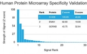 Analysis of HuProt(TM) microarray containing more than 19,000 full-length human proteins using recombinant S100B antibody (clone rS100B/1896). These results demonstrate the foremost specificity of the rS100B/1012 mAb. Z- and S- score: The Z-score represents the strength of a signal that an antibody (in combination with a fluorescently-tagged anti-IgG secondary Ab) produces when binding to a particular protein on the HuProt(TM) array. Z-scores are described in units of standard deviations (SD's) above the mean value of all signals generated on that array. If the targets on the HuProt(TM) are arranged in descending order of the Z-score, the S-score is the difference (also in units of SD's) between the Z-scores. The S-score therefore represents the relative target specificity of an Ab to its intended target.
