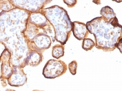 IHC testing of FFPE human placenta with recombinant Thrombomodulin antibody (clone rTHBD/1591). HIER: boil tissue sections in 10mM Tris buffer with 1mM EDTA, pH 9, for 10-20 min followed by cooling at RT for 20 min.