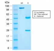 SDS-PAGE analysis of purified, BSA-free recombinant CD27 antibody (clone rLPFS2/1611) as confirmation of integrity and purity.
