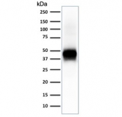 Western blot testing of human lung lysate with EpCAM antibody (clone EGP40/2041R). Expected molecular weight: ~35 kDa (unmodified), 40-43 kDa (glycosylated).