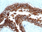 IHC testing of FFPE dog bladder and recombinant EpCAM antibody (clone EGP40/2041R). HIER: steam sections in pH9 EDTA for 10-20 min.