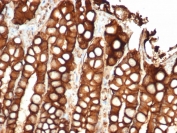 IHC testing of FFPE cat small intestine and recombinant EpCAM antibody (clone EGP40/2041R). HIER: steam sections in pH9 EDTA for 10-20 min.