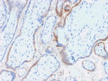 IHC testing of FFPE human placenta with HCG-beta antibody (clone rHCGb/54). Required HIER: boil tissue sections in 10mM citrate buffer, pH 6, for 10-20 min followed by cooling at RT for 20 min.~