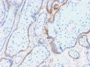 IHC testing of FFPE human placenta with HCG-beta antibody (clone rHCGb/54). Required HIER: boil tissue sections in 10mM citrate buffer, pH 6, for 10-20 min followed by cooling at RT for 20 min.