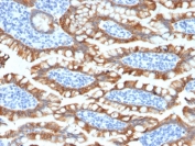 IHC testing of FFPE human small intestine tissue with recombinant Cytokeratin 8 antibody (clone KRT8/2174R). Required HIER: boil tissue sections in 10mM citrate buffer, pH 6, for 10-20 min followed by cooling at RT for 20 min.
