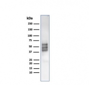 Western blot testing of human COLO-38 cell lysate with recombinant SOX10 antibody (clone rSOX10/1074). Expected molecular weight: 50-58 kDa.