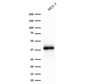 Western blot testing of human MCF-7 cell lysate with recombinant EpCAM antibody (clone rEGP40/1372). Expected molecular weight: ~35 kDa (unmodified), 40-43 kDa (glycosylated).