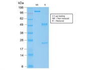 SDS-PAGE analysis of purified, BSA-free recombinant IgG4 antibody (clone rIGHG4/1345) as confirmation of integrity and purity.
