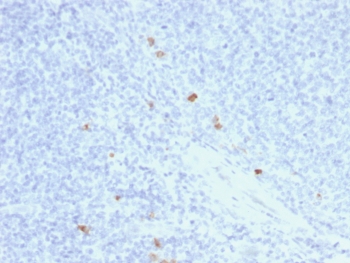 IHC testing of FFPE human tonsil with recombinant IgG4 antibody (clone rIGHG4/1345). HIER: boil sections in 10mM Tris with 1mM EDTA, pH9 for 10-20 min followed by cooling at RT for 20 min.~