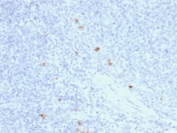 IHC testing of FFPE human tonsil with recombinant IgG4 antibody (clone rIGHG4/1345). HIER: boil sections in 10mM Tris with 1mM EDTA, pH9 for 10-20 min followed by cooling at RT for 20 min.
