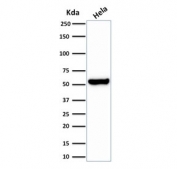 Western blot testing of human HeLa lysate with recombinant HSP60 antibody (clone HSPD1/2206R). Predicted molecular weight: ~60 kDa.
