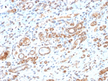 IHC testing of FFPE human liver tissue with recombinant HSP60 antibody (clone HSPD1/2206R). HIER: boil tissue sections in 10mM citrate buffer, pH6, for 10-20 min followed by cooling at RT for 20 min.~