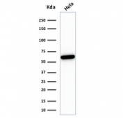 SDS-PAGE analysis of purified, BSA-free recombinant HSP60 antibody (clone rGROEL/780) as confirmation of integrity and purity.