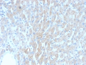 IHC testing of FFPE human liver tissue with recombinant HSP60 antibody (clone rGROEL/780). HIER: boil tissue sections in 10mM citrate buffer, pH6, for 10-20 min followed by cooling at RT for 20 min.