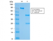 SDS-PAGE analysis of purified, BSA-free recombinant HSP60 antibody (clone rGROEL/780) as confirmation of integrity and purity.