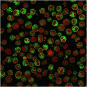 Immunofluorescent staining of PFA-fixed human Raji cells with recombinant CD79a antibody (green, clone rIGA/764) and Reddot nuclear stain (red).
