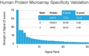 Analysis of HuProt(TM) microarray containing more than 19,000 full-length human proteins using recombinant p75NTR antibody (clone NGFR/1997R). These results demonstrate the foremost specificity of the NGFR/1997R mAb. Z- and S- score: The Z-score represents the strength of a signal that an antibody (in combination with a fluorescently-tagged anti-IgG secondary Ab) produces when binding to a particular protein on the HuProt(TM) array. Z-scores are described in units of standard deviations (SD's) above the mean value of all signals generated on that array. If the targets on the HuProt(TM) are arranged in descending order of the Z-score, the S-score is the difference (also in units of SD's) between the Z-scores. The S-score therefore represents the relative target specificity of an Ab to its intended target.